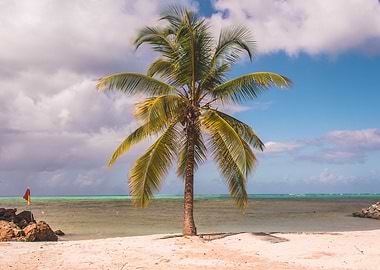 Palm tree Pigeon Point