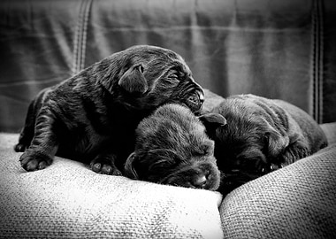 Labrador retriever puppies