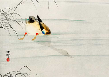 Diving Mallard duck print