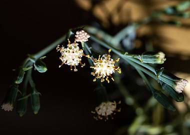 Delicate Kleinia flower