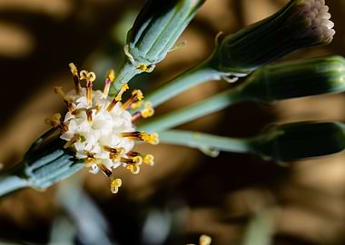 Delicate Kleinia flower