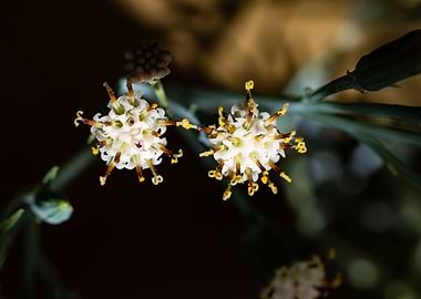 Delicate Kleinia flower