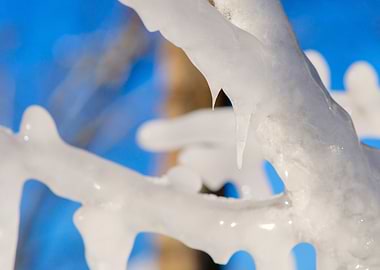 Closeup View Of Icy Tree