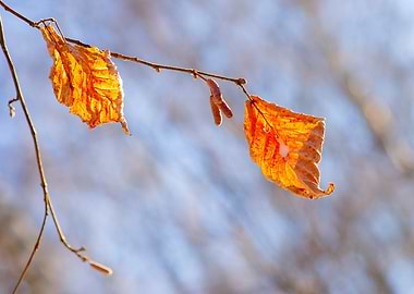 Leaves In The Winter Wind