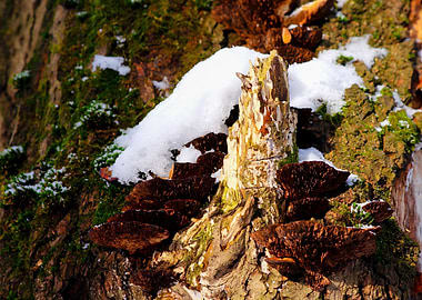 Old Tree Moss Shelf Fungus