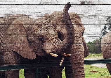 Elephant Art