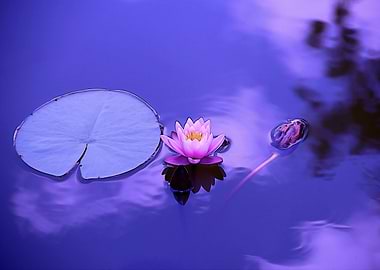 Purple lotus