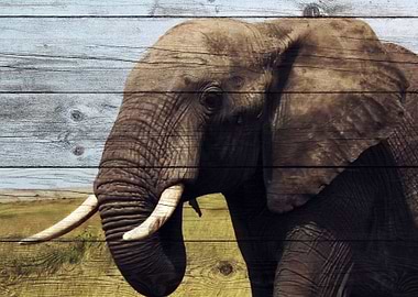 Elephant Art