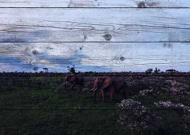 Elephant Art