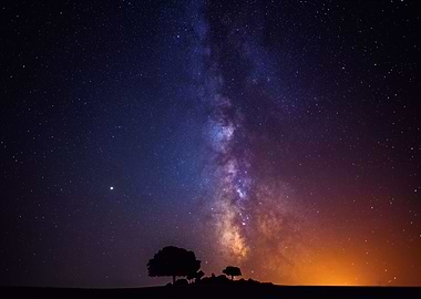 Trees with starry sky