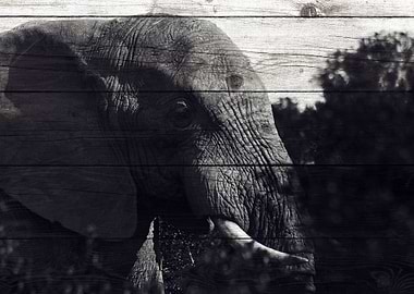 Elephant Art