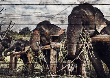 Elephant Art