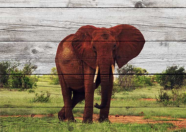 Elephant Art