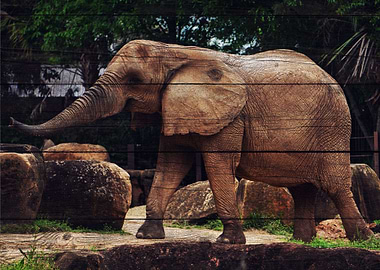 Elephant Art