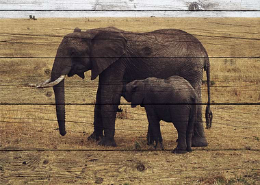 Elephant Art