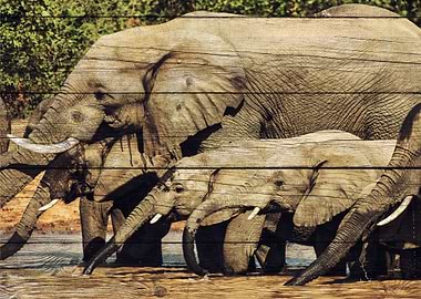 Elephant Art