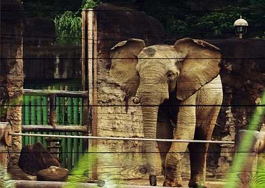 Elephant Art