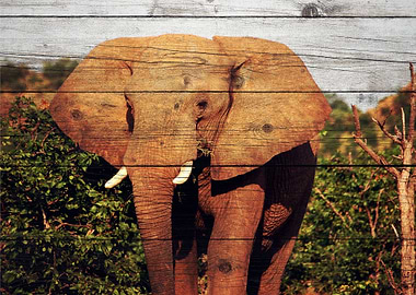 Elephant Art