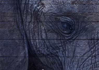 Elephant Art