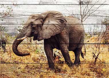 Elephant Art