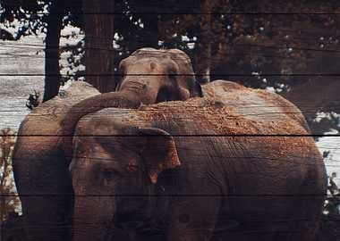 Elephant Art