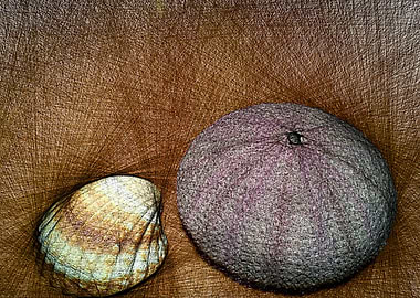 sketch sea urchin shell