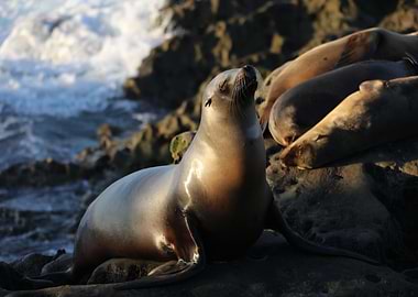 California Sea lion