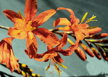 Orange Crocosmia flower