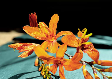 Orange Crocosmia flower