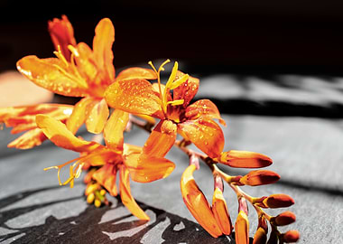 Orange Crocosmia flower
