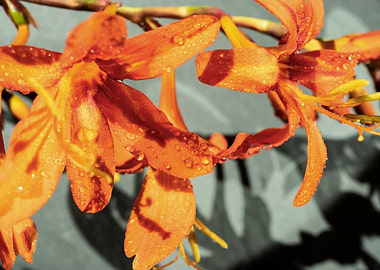 Orange Crocosmia flower