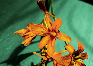 Orange Crocosmia flower