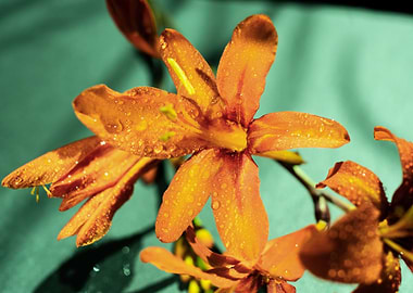 Orange Crocosmia flower