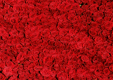 Red Roses