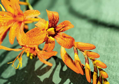 Orange Crocosmia flower