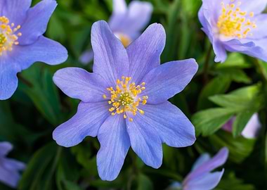 Purple blue wood anemone