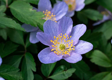 Purple blue wood anemone