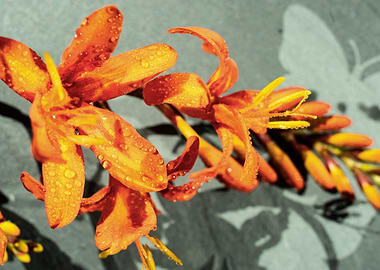 Orange Crocosmia flower