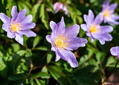 Purple blue wood anemone