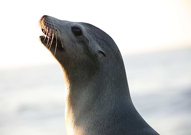 California Sea Lion