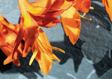 Orange Crocosmia flower