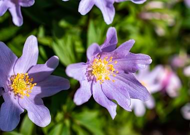 Purple blue wood anemone