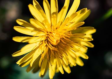 Dandelion in summer