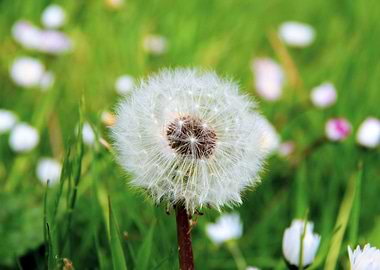 Dandelion in summer