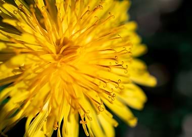 Dandelion in summer