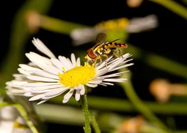 White daisy and hoverfly