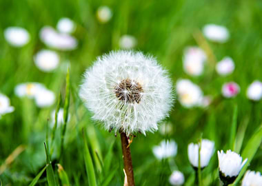 Dandelion in summer