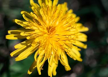 Dandelion in summer