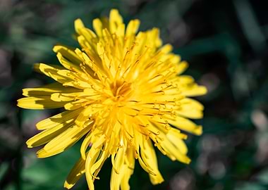Dandelion in summer