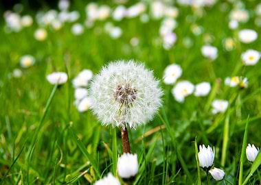 Dandelion in summer